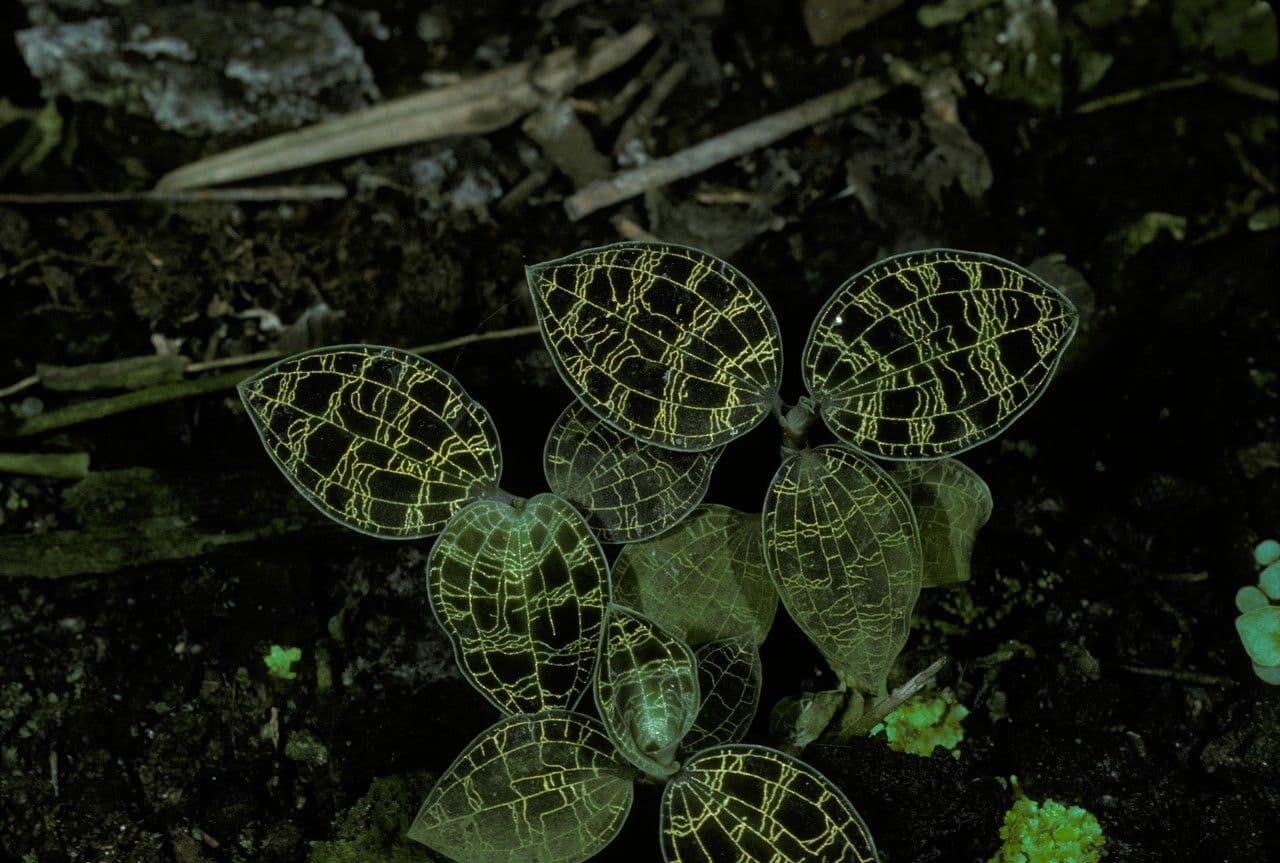 Macodes 11