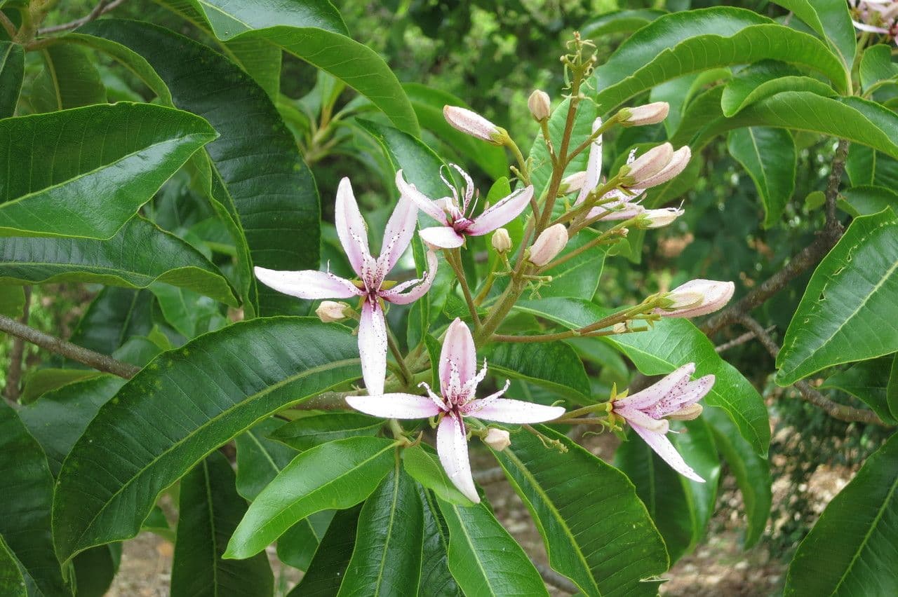 Calodendrum 26