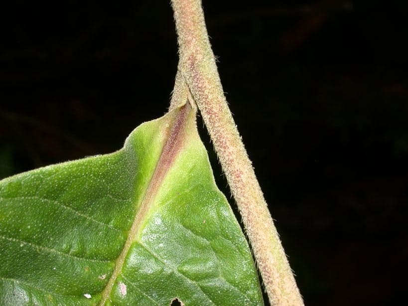 Tetracera 14