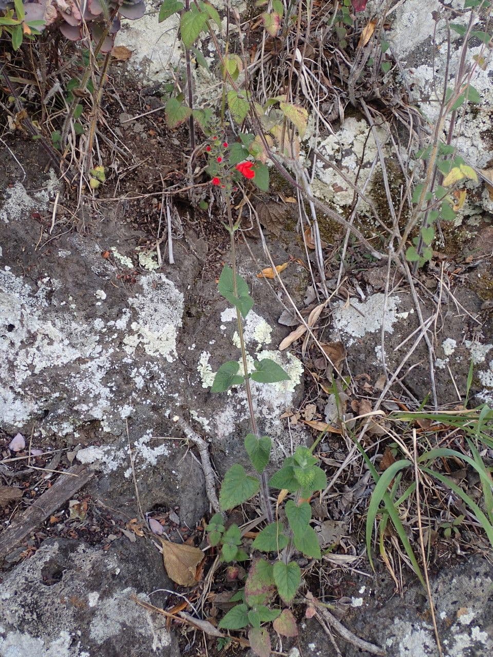 Salvia scarlatta 12