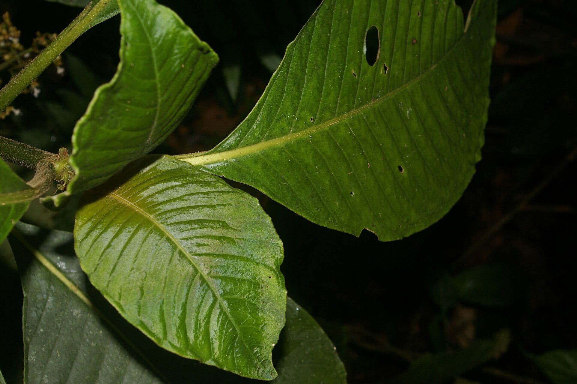 Notopleura 4