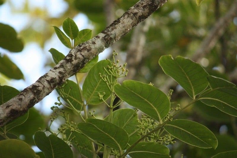 Polyscias 18