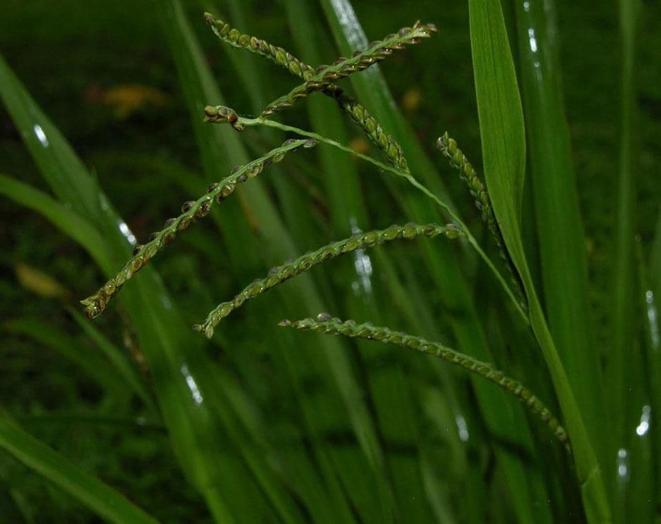 Paspalum plicatulum 19