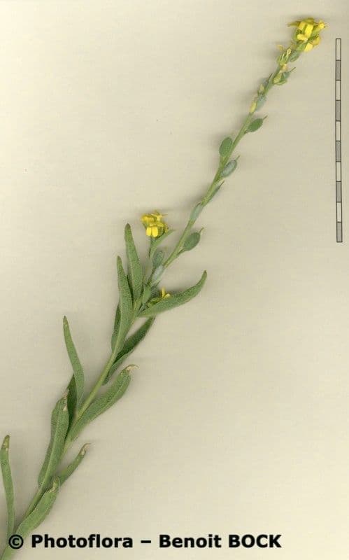 Fibigia clypeata 24