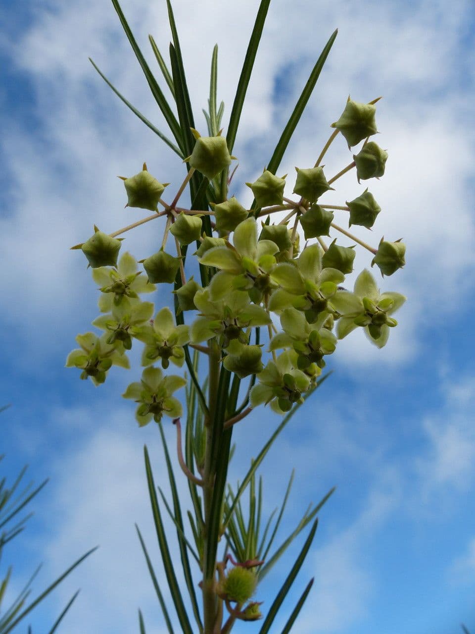 Gomphocarpus 21
