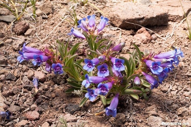Penstemon 9