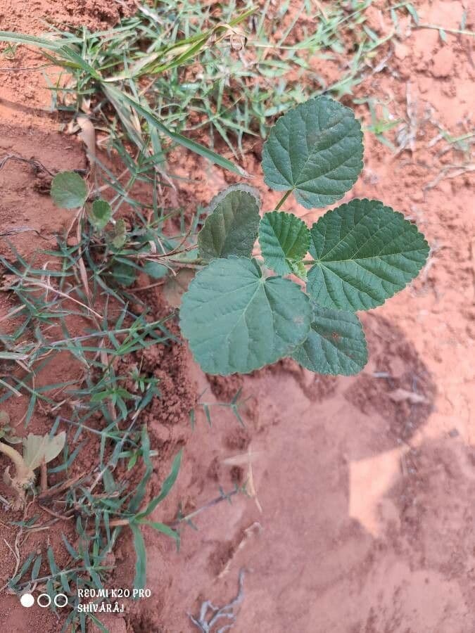 Sida cordifolia 17