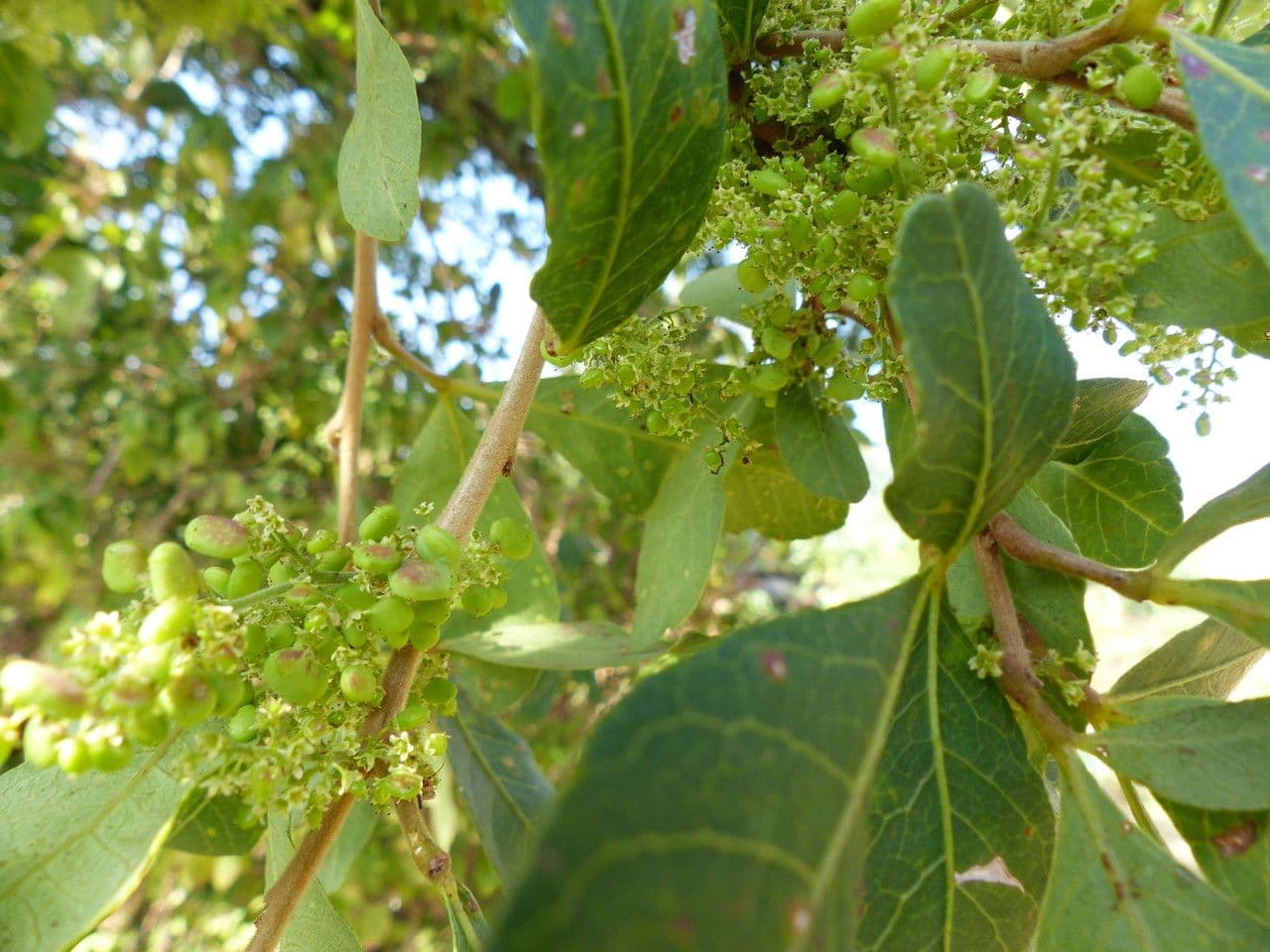 Searsia natalensis 26