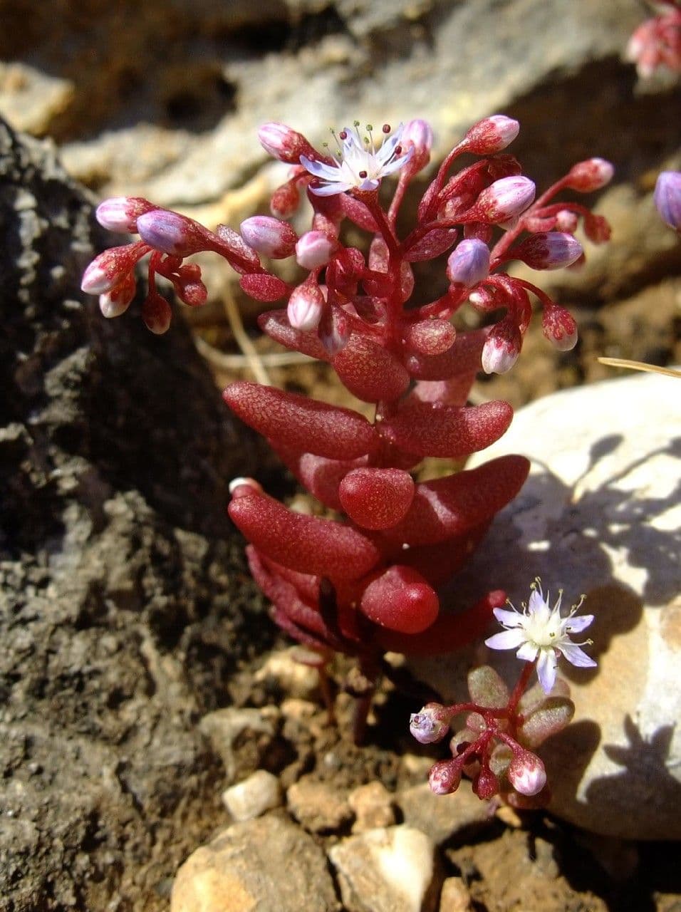 Borracina cerulea 8