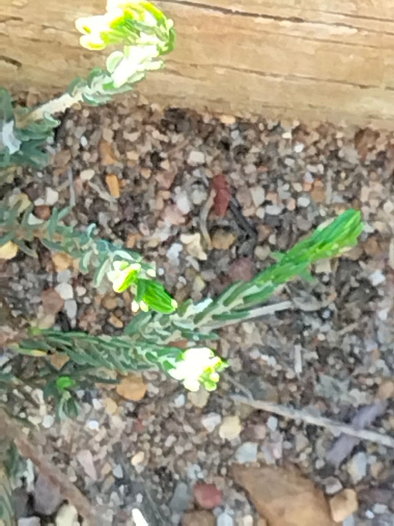 Passerina corimbosa 4