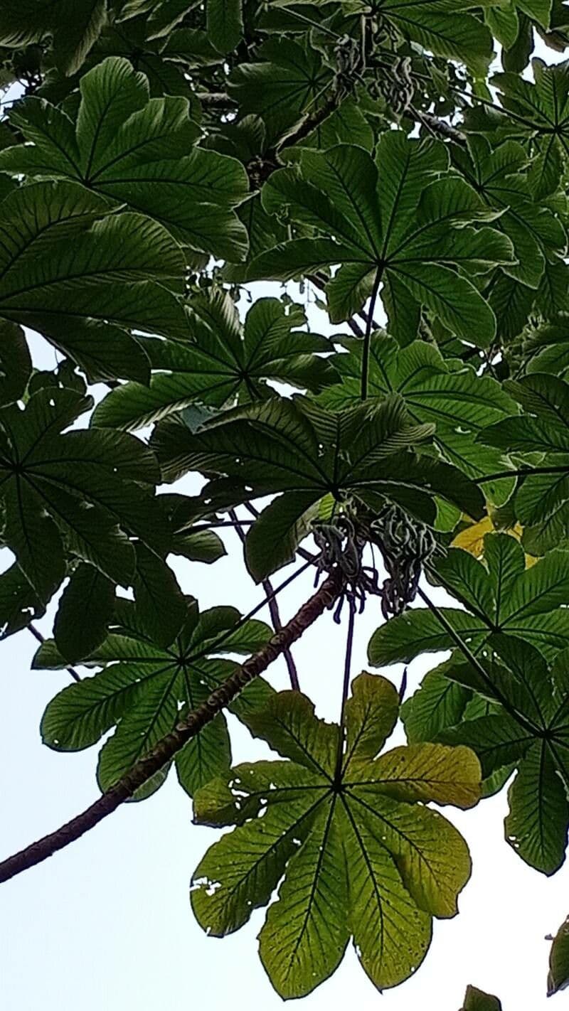 Cecropia 16