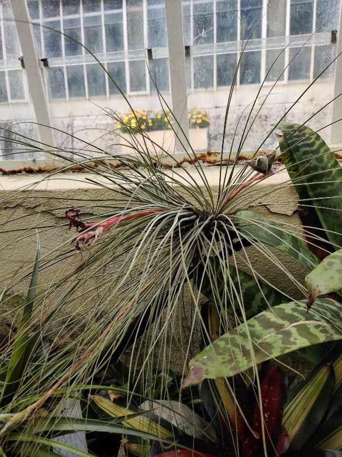 Tillandsia juncea 9