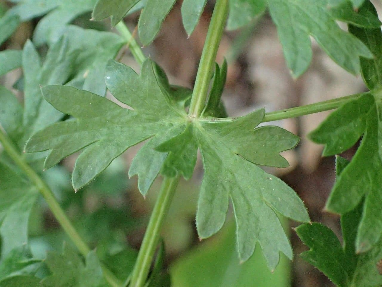 Libanótide 16