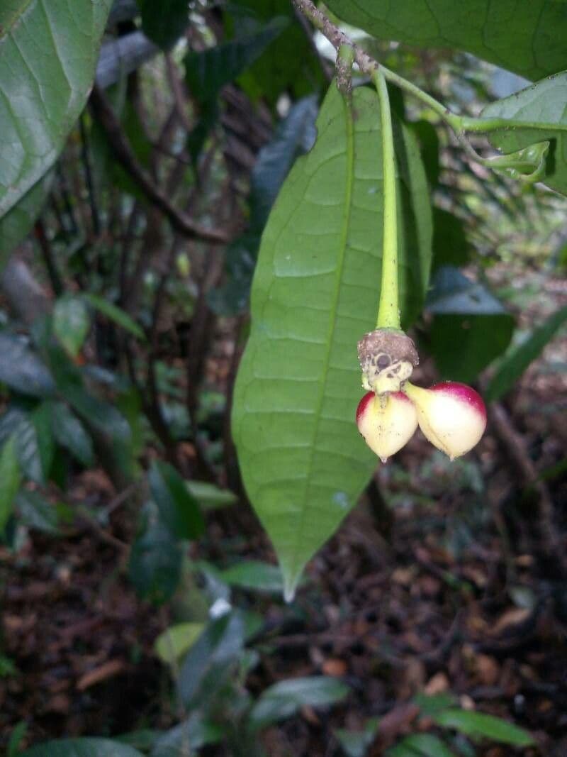Cymbopetalum
