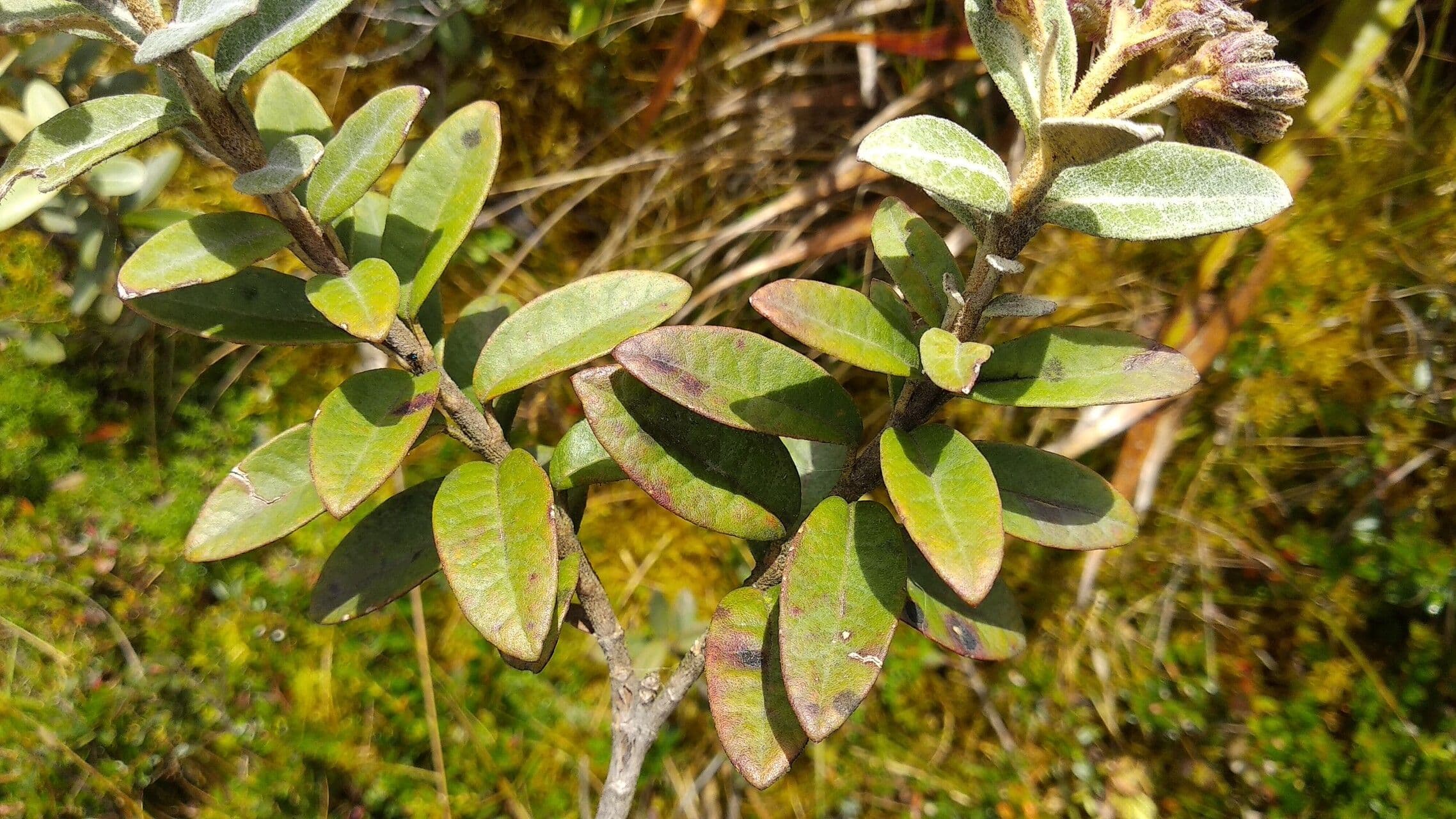 Ageratina 7