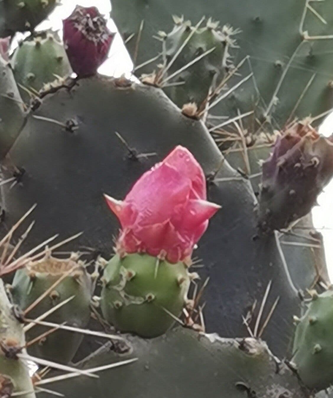 Opuntia alta 4