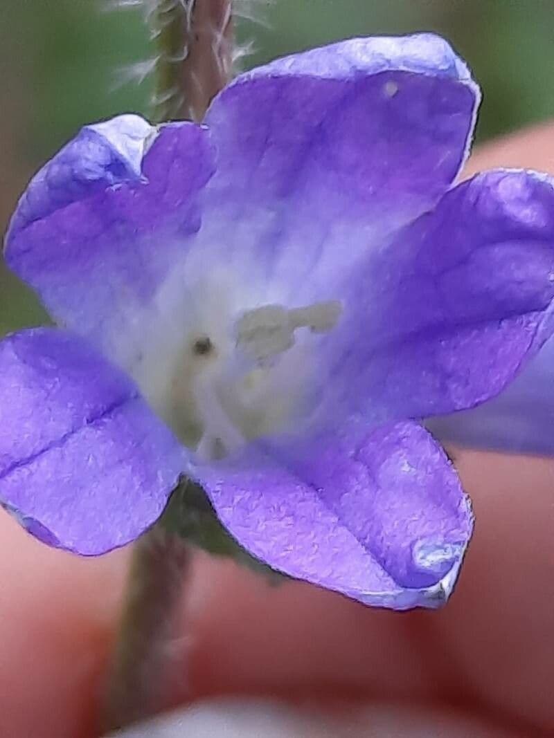 Campanula 4