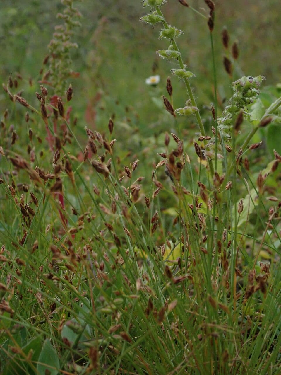 Bulbostylis densa 3