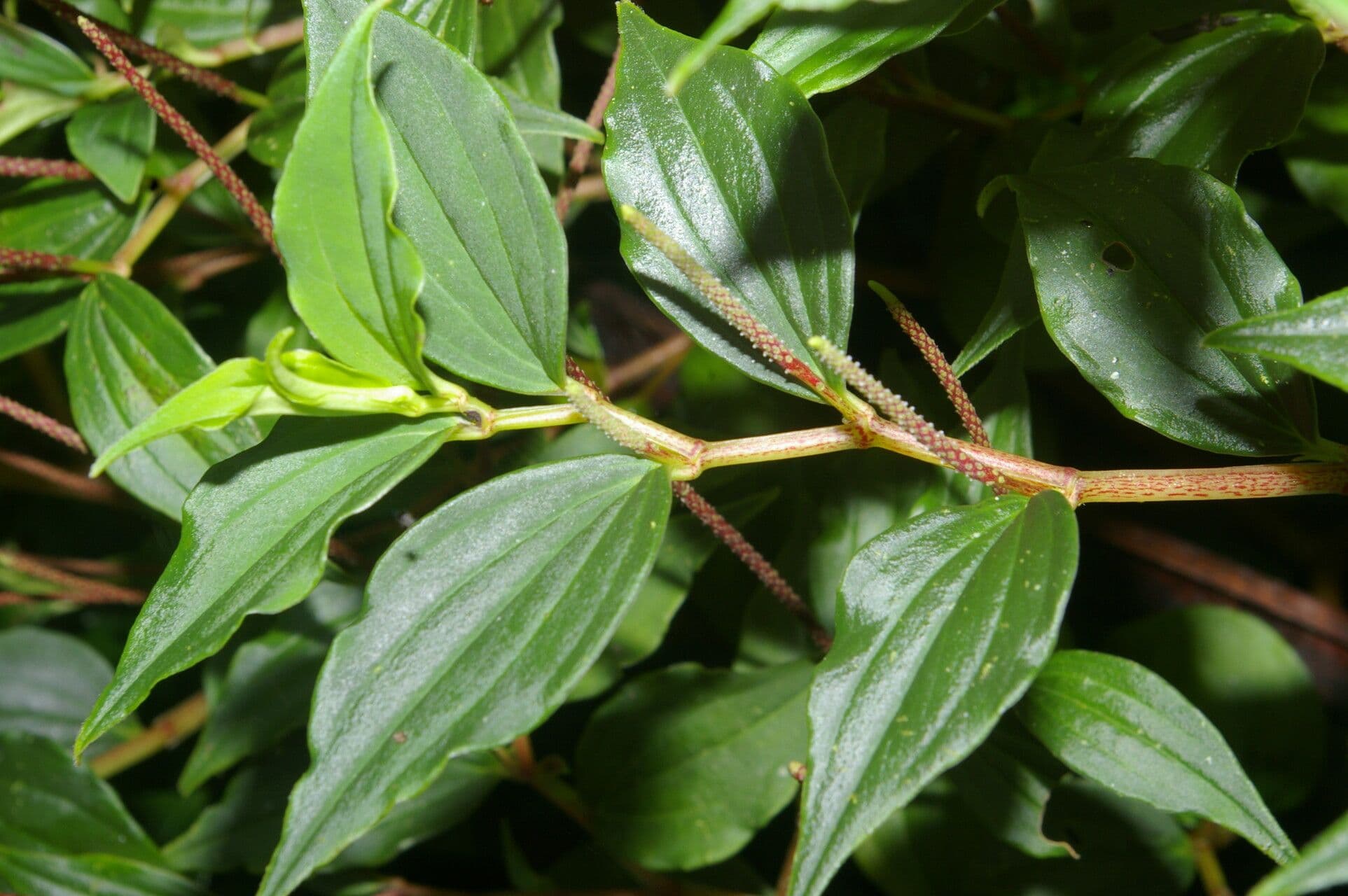 Peperomia 8