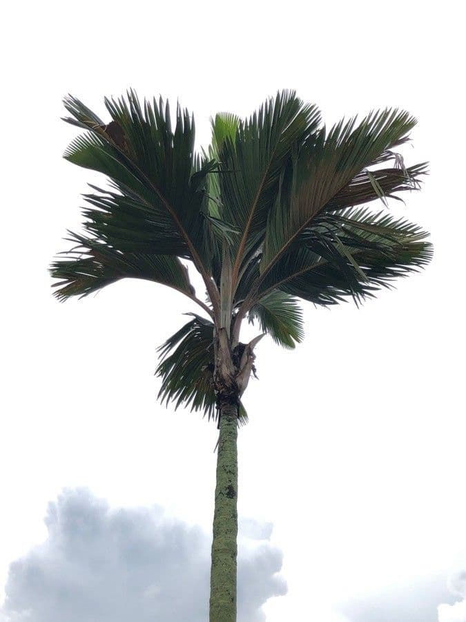Borsig-Palme 9
