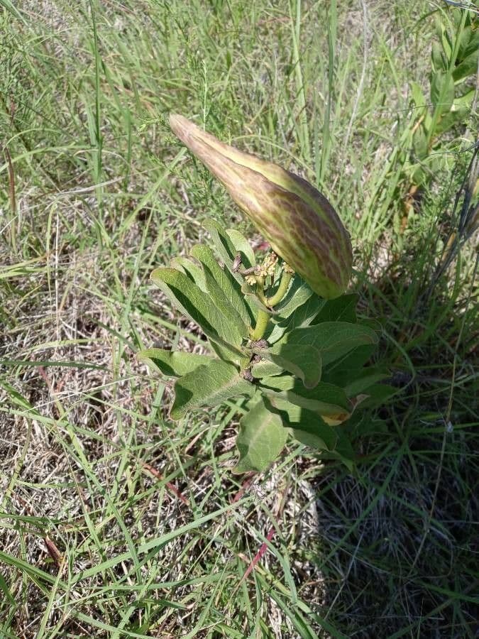 Asclepias viridis 18