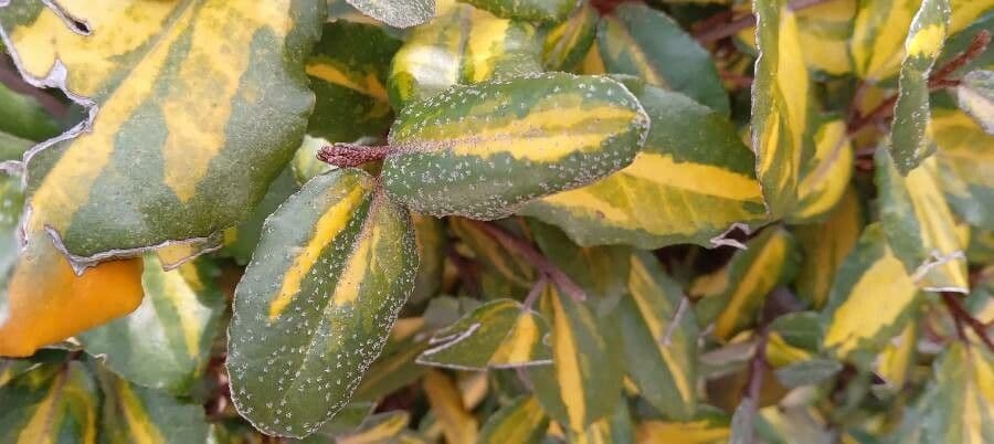 Elaeagnus 30