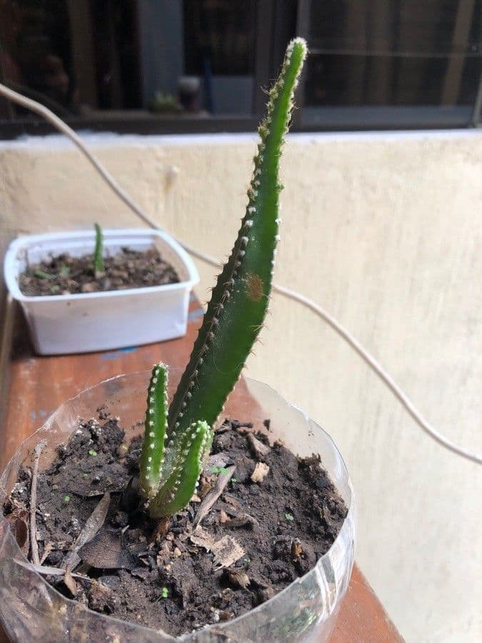 Cactus 19