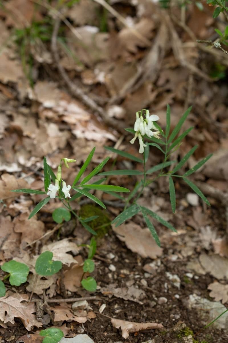 Lathyrus 10