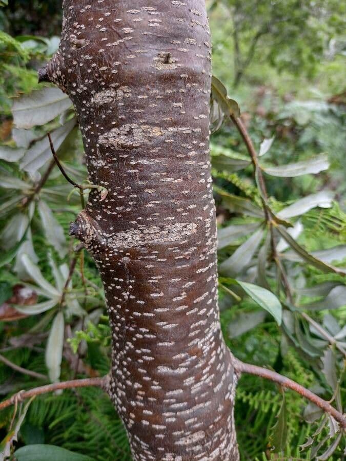 Banksia integrifolia 25
