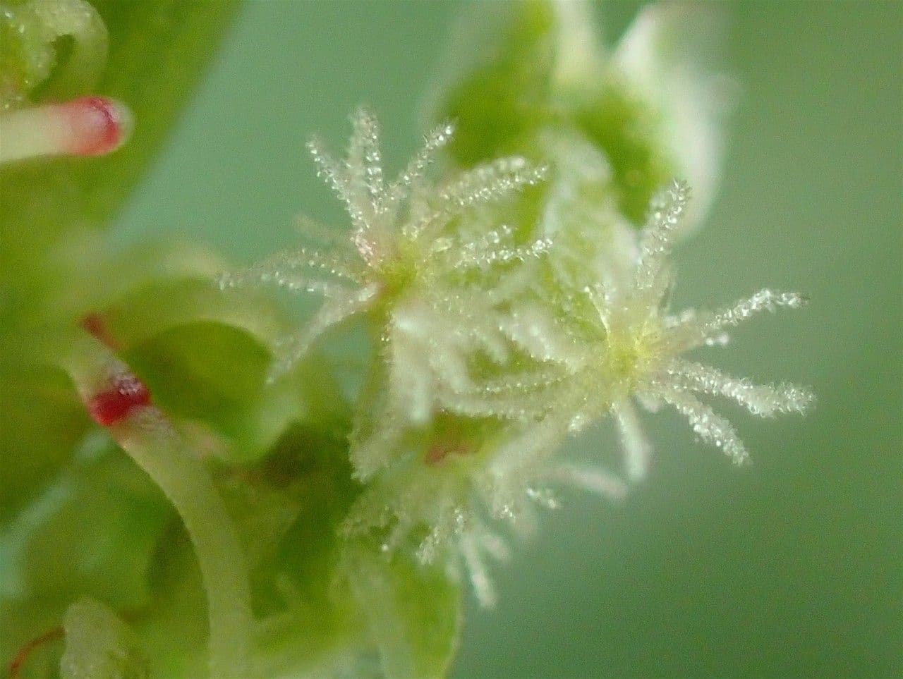 Rumex alpestris