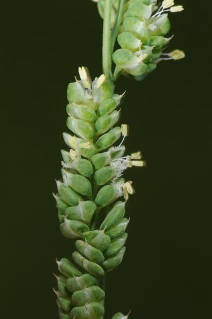 Beckmannia syzigachne 5
