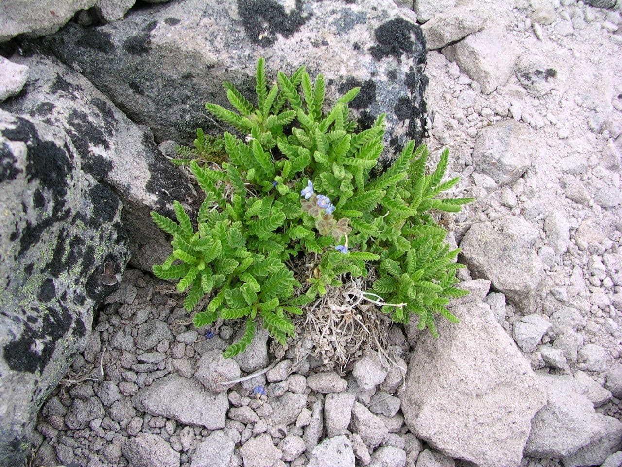 Polémone élégante 10