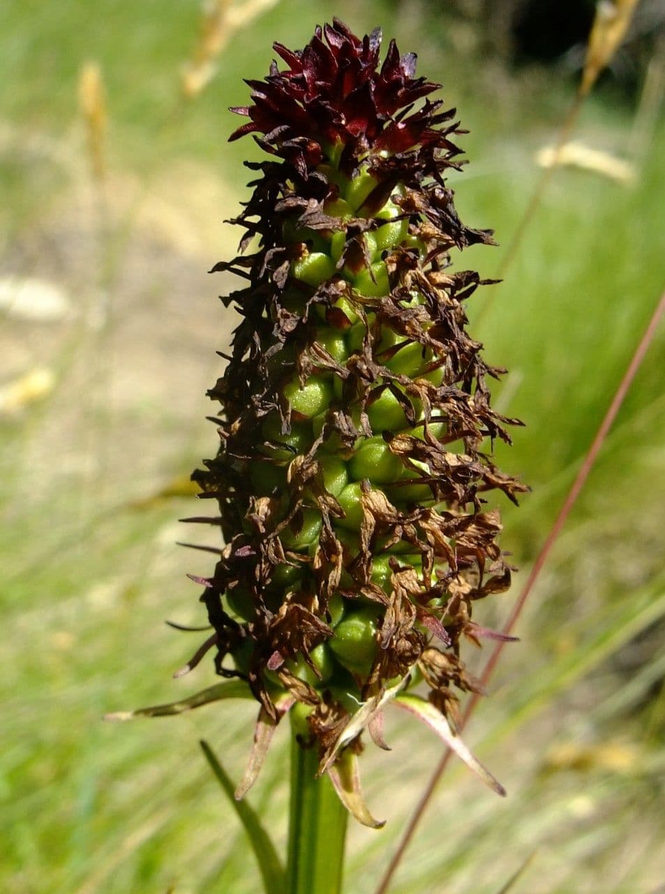 Schwarzes Kohlröschen 4