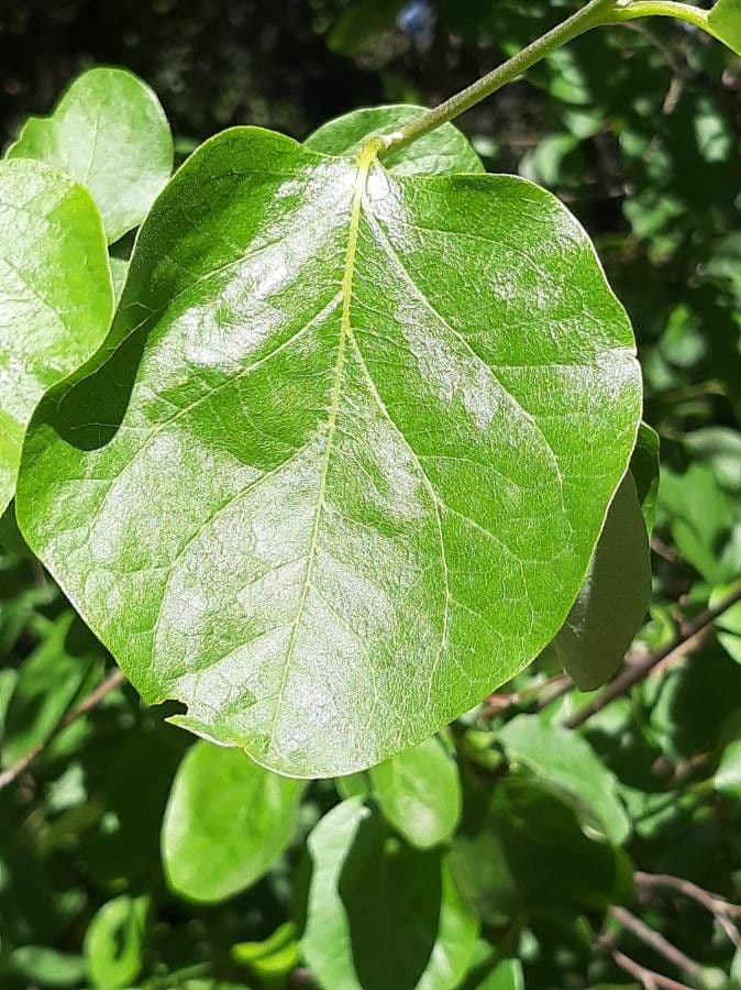Styrax officinalis 20