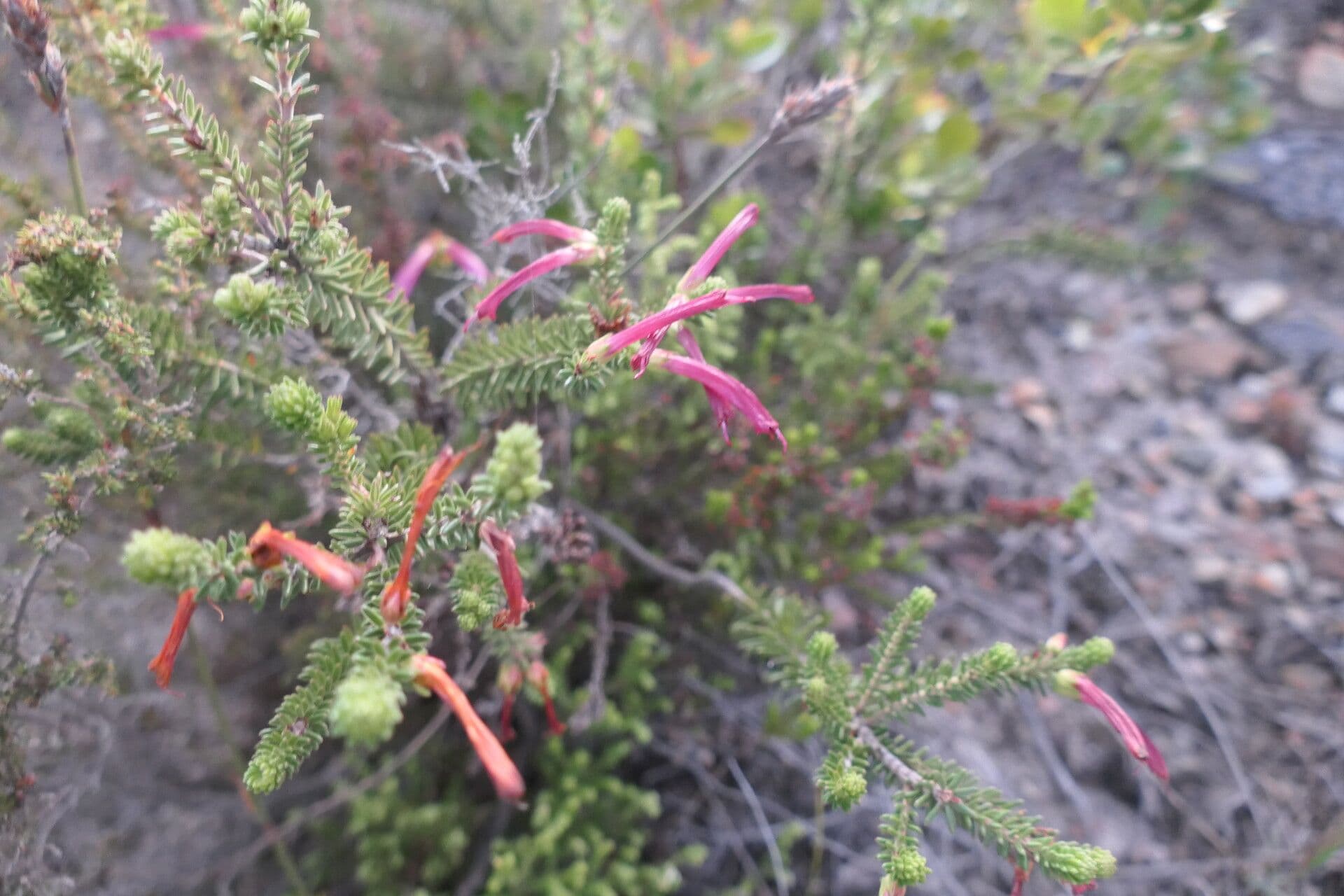 Tannenheide 3