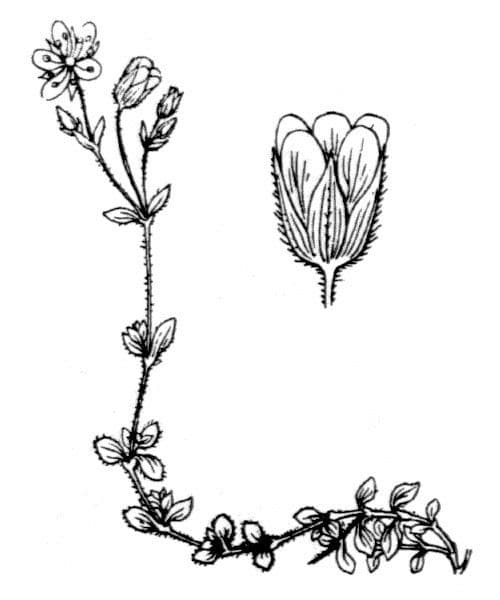 Arenaria ciliata 16