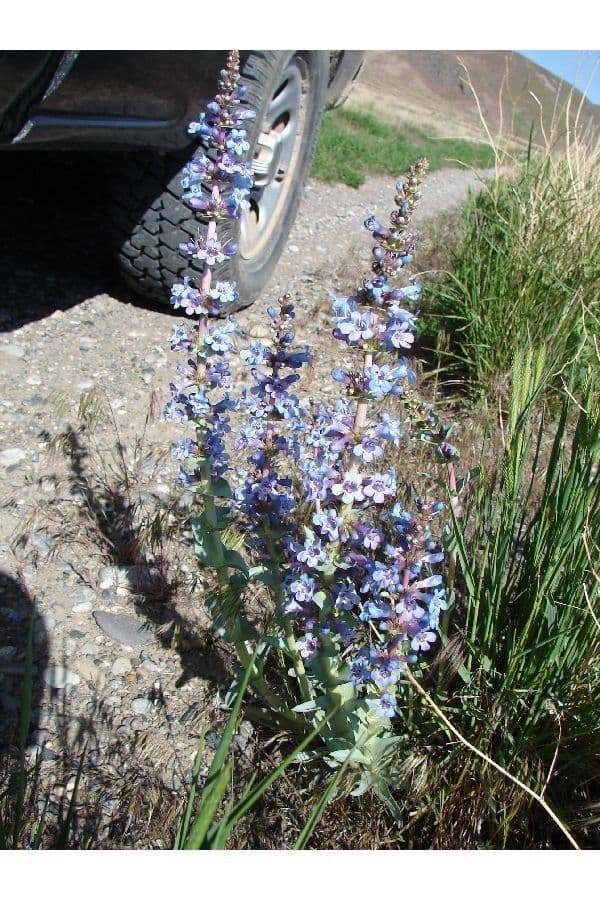 Penstemon 11