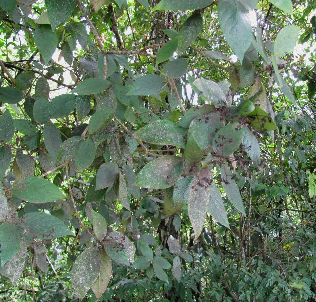 Rogiera 9