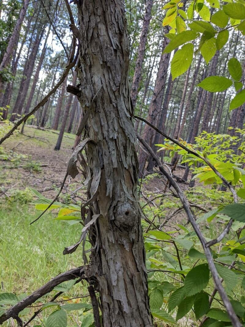 Habrovec virginský 15
