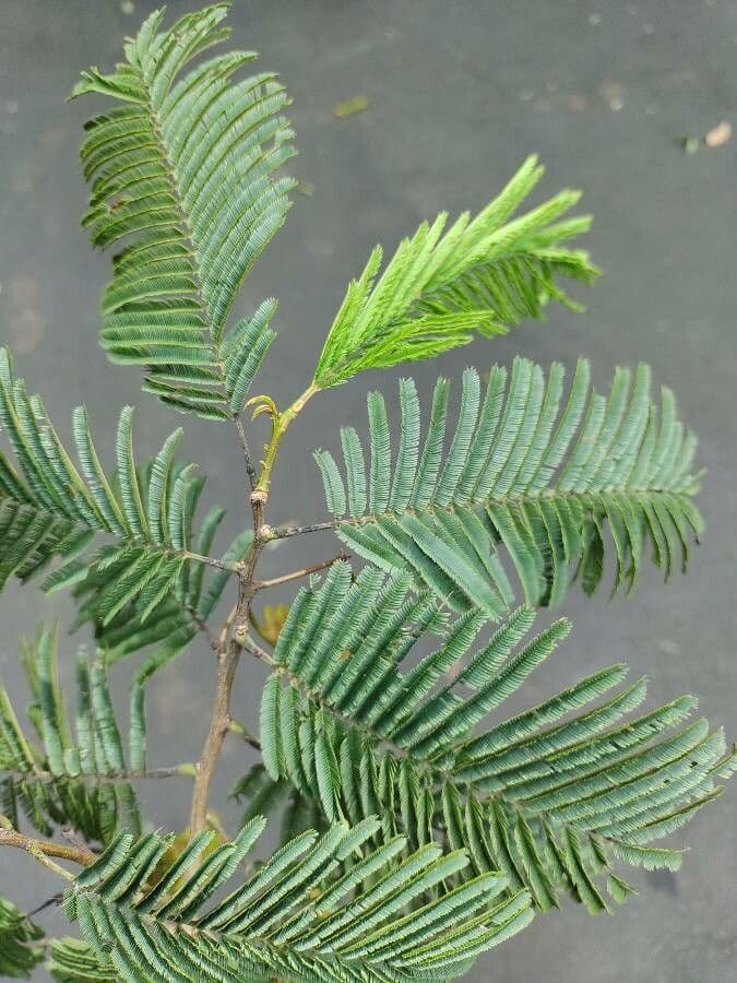 Anadenanthera 13