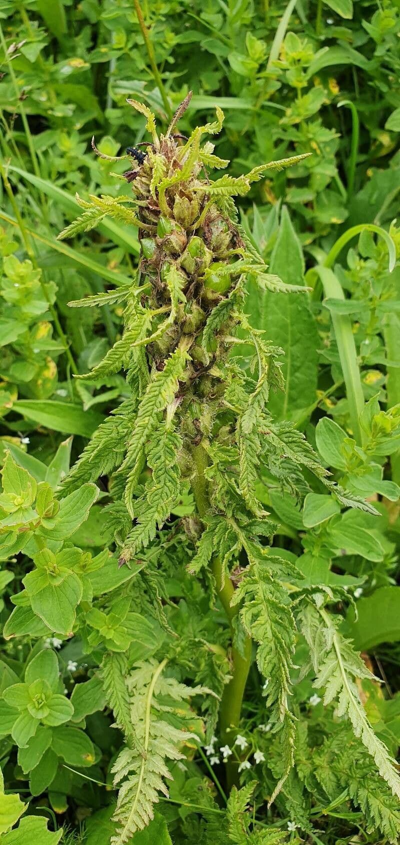 Pedicularis frondosa 2