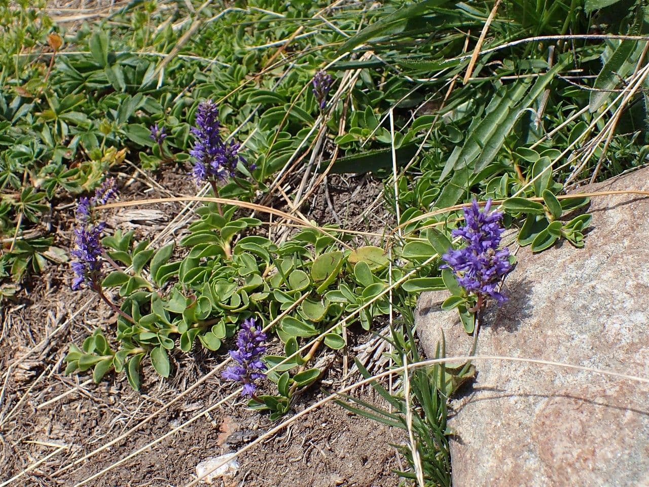 Veronica allionii 6