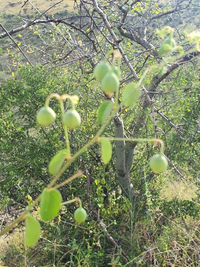 Helinus integrifolius