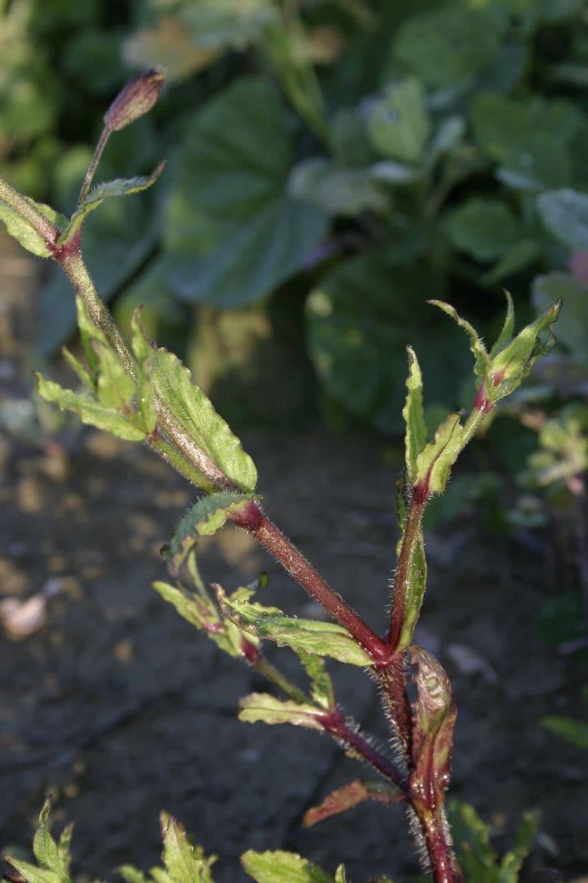 Catchfly parduzco 6