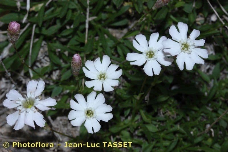 Silene 2