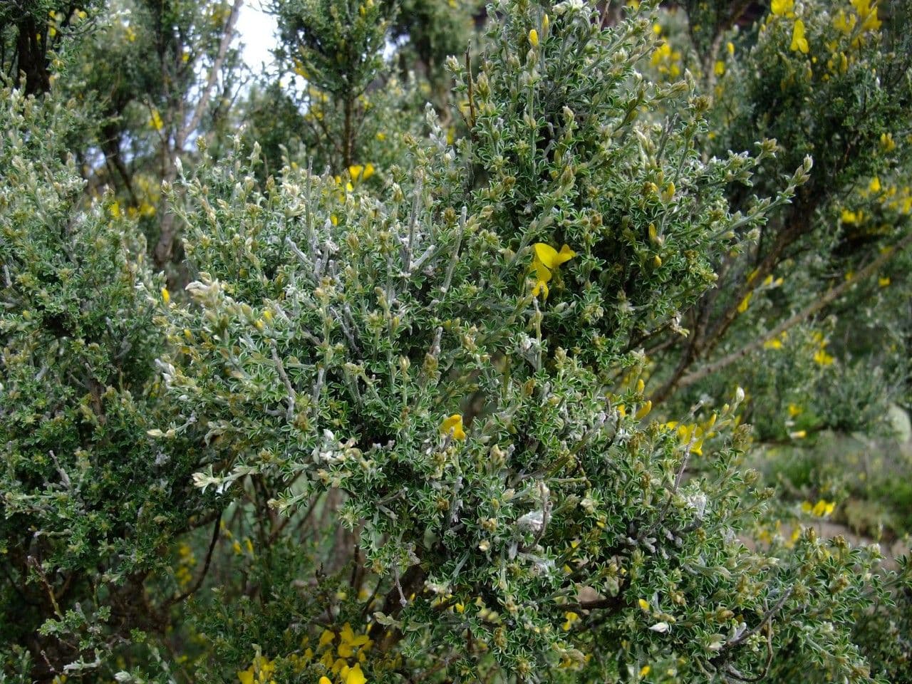 Genista canariensis 6