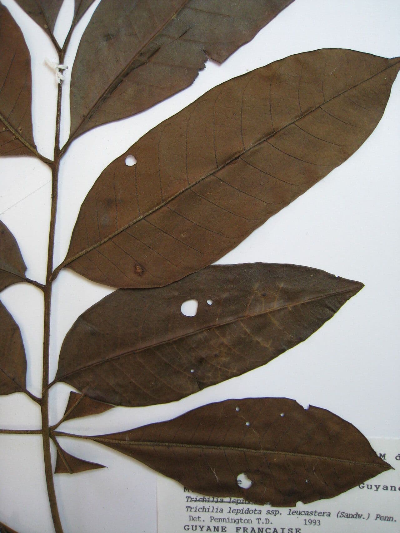 Trichilia lepidota 2
