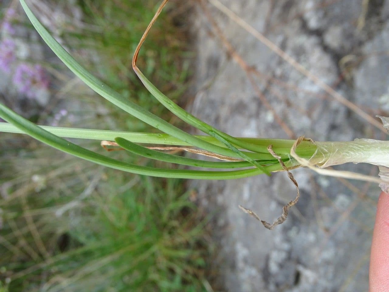 Erba cipollina 24