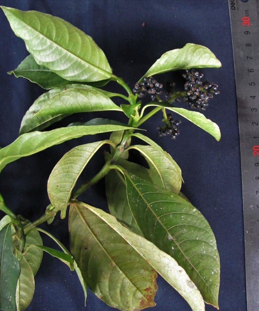 Psychotria rameuse 18