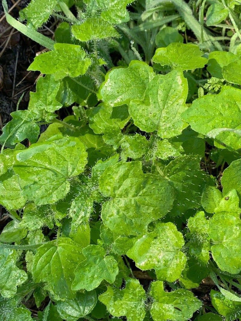 Loasa 9